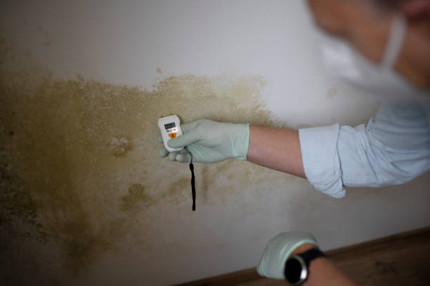Best Mold Testing and Inspection Services in Baiting Hollow, NY
